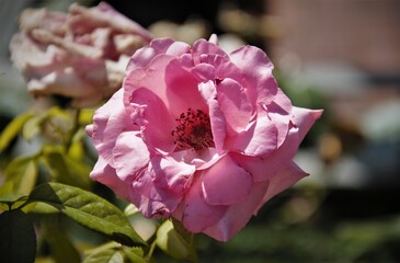 Rosa de color rosa macro