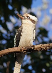 Side View of a Kookaburra with its Third Eyelid closed