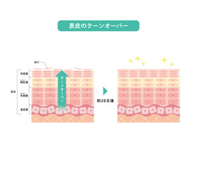 表皮のターンオーバー　皮膚の構造　肌図　美容