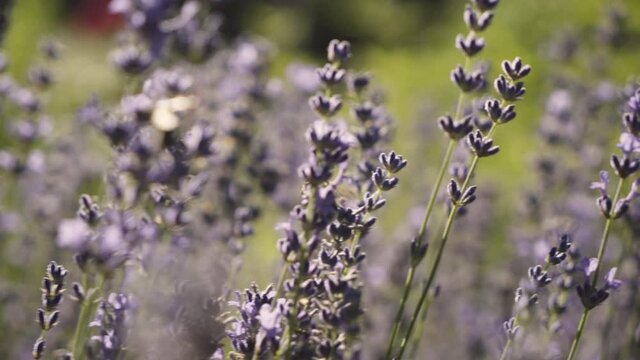 Faster gimbal shot from right to left at a lavender field with
a lot of insects moving in the field. The Camera moves a
little bit faster and the chaos of nature is very well
depicted.