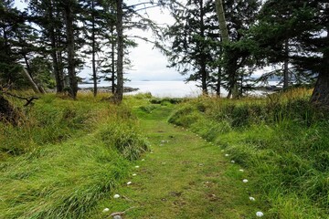 A unique nature path carved out of the grass with shells along the edges, surrounded by forest and leads towards the ocean in the background