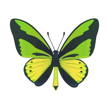 Colorful big tropical butterflie, birdwing, ornitoptera papilionidae isolated on white background.