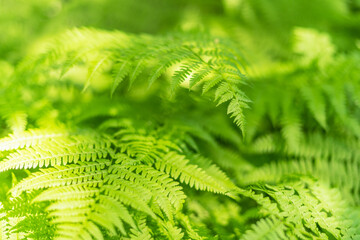 beautiful spring fern