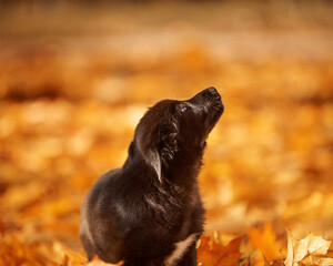 black puppy, park, dog, homeless puppy, autumn, puppy, dog, small dog, PR photo, animals, dawn, sunset