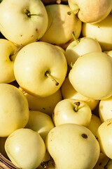 Apples freshly picked fresh varieties White filling, top view.