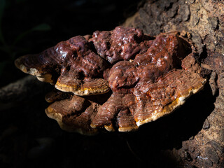 Mushrooms that grow naturally