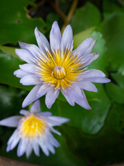 Lotus flower with the ants.