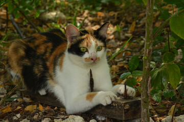 Naklejka na ściany i meble Cute and colorful local cat in the backyard