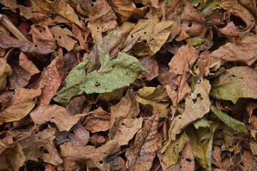 Pile of dry leaves for template or background.