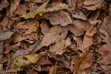 Pile of dry leaves for template or background.