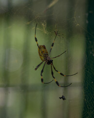 spider on the web