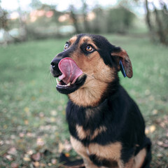 mongrel mongrel mestizo shepherd in the park