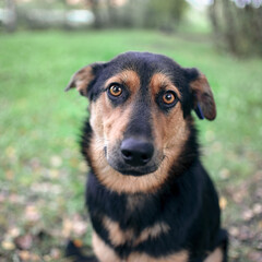 mongrel mongrel mestizo shepherd in the park