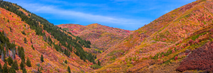 Panoramic view of Sardine peak landscape in Utah covered with colorful fall foliage