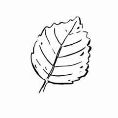 Autumn sketch outline Birch leaf. Hand-drawn textured herb on white background. Doodle plant image. Nature, forest, ikebana, fall, summer sign. Carved inked leaf. Vector botanical season illustration