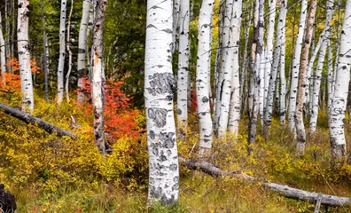 Fotobehang Aspenbomen in het nationale bos van Wasatch tijdens de herfst © SNEHIT PHOTO