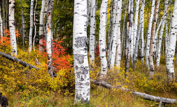 Aspen trees in Wasatch national forest during fall time