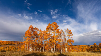 Tall colorful Aspen trees against blue sky at its peak color during autumn season