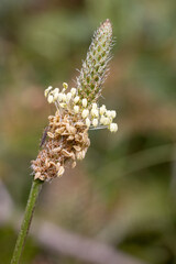 Ribleaf or Ribwort Plantain seed head