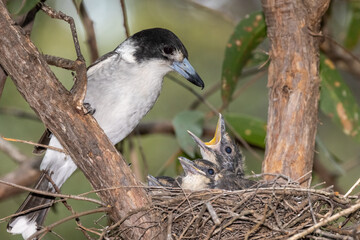 Grey Butcherbird feeding chicks in nest
