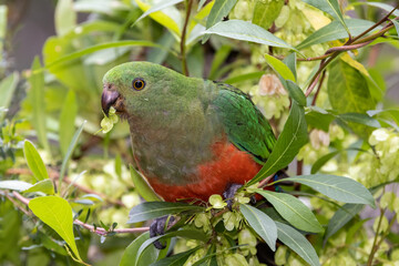 Female Australian King Parrot feeding on Hop Bush seeds