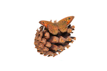 butterfly isolated on white background