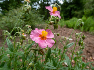 Helianthemum 'Lawrensons Pink' is a low spreading, evergreen shrub with narrow, dark green leaves. In summer, it bears rose pink flowers with a yellow eye