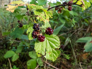 Close up of dark fruit of wild blackberry growing in the forest among green leaves in sunlight