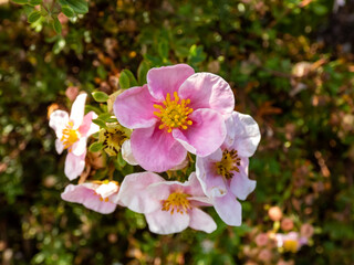 Pentaphylloides fruticosa 'Pink Queen' is a compact, bushy, rounded, deciduous shrub with small, bright green leaves and cup-shaped, pink flowers from summer into autumn