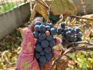 Harvesting grapes, grapes in the garden, agriculture.