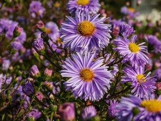 Fototapeta premium Group of large, powder puff blue daisy-like flowers with yellow eyes Michaelmas daisy or New York Aster (Aster novi-belgii) 'Plenty' blooming in early autumn