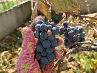 Harvesting grapes, grapes in the garden, agriculture.