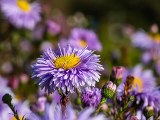 Beautiful single large, powder puff blue daisy-like flower with yellow eyes Michaelmas daisy or New York Aster (Aster novi-belgii) 'Plenty'. Beautiful floral autumn background