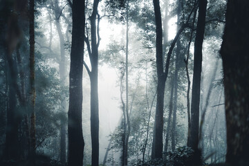 Trees and coffee trees in the foggy forest