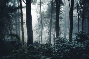 Trees and coffee trees in the foggy forest