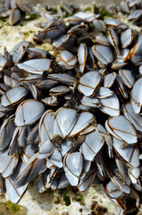 エボシガイ　漂着物　漂着したエボシガイ