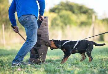 training of puppy rottweiler