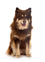 Finnish Lapphund in studio