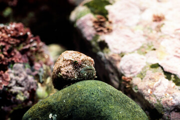 ダンゴウオ　桃色