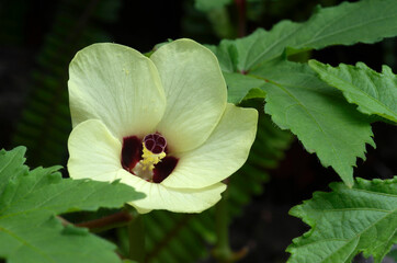 オクラの花　オクラ
