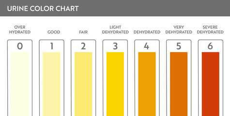 Urine color chart. Pee hydration and dehydration test strip. Vector design for medical education poster.