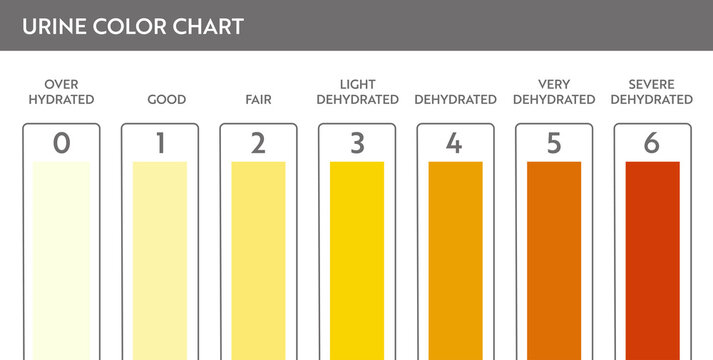 Urine color chart. Pee hydration and dehydration test strip. Vector design for medical education poster.