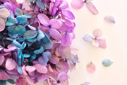Creative image of pastel pink, turquoise and purple Hydrangea flowers on white background. Top view