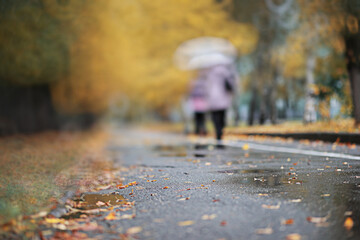 Autumn backgroun rain in the park