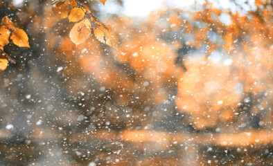 Autumn park in the first snow