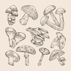 Set Of Hand Drawn Mushrooms Collections