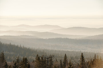 Mountain chains covered with firtree forest on foggy winter morning