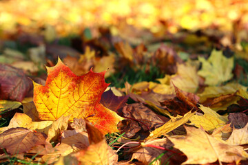 Naklejka na ściany i meble Nice yellow orange red leaves nature background abstract macro close up autumn