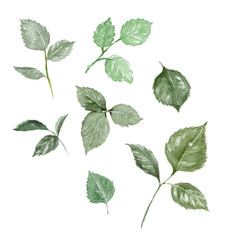 葉っぱの水彩イラスト素材