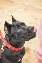 Cane corso italiano (Safira Omela Black) Golden autumn